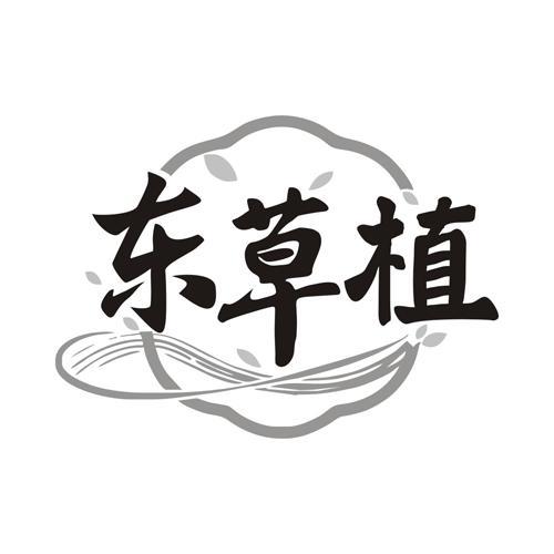 东草植