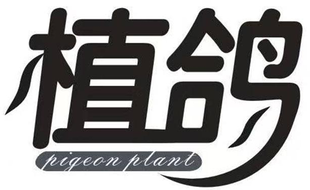 植鸽 PIGEON PLANT