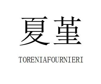 夏堇 TORENIAFOURNIERI