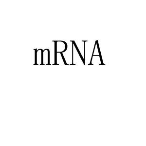 MRNA