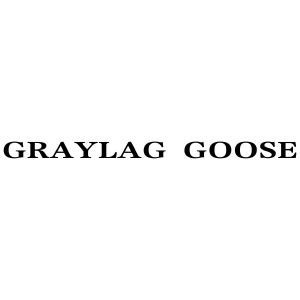 GRAYLAG GOOSE