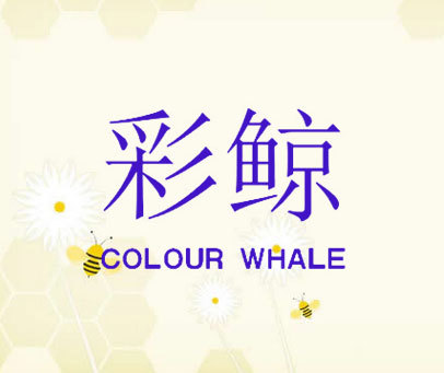 彩鲸 COLOUR WHALE