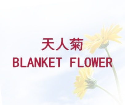 天人菊 BLANKET FLOWER